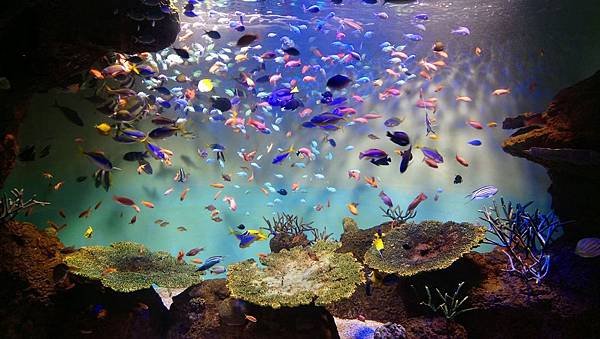 190121宮島水族館