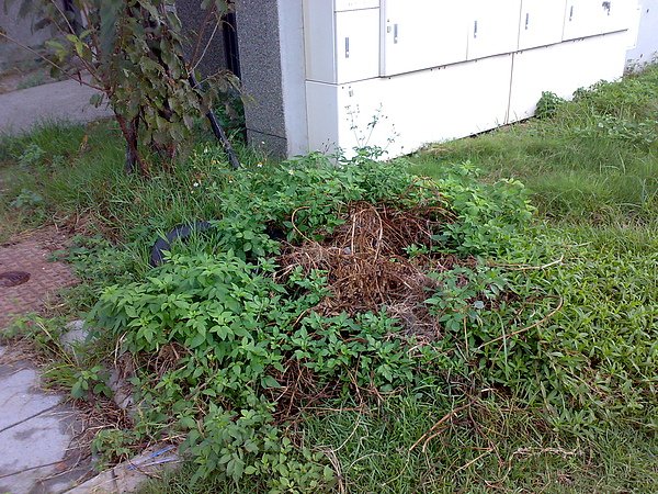普利茲廣場門前雜草5.jpg