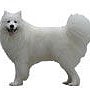 Samoyed_m.jpg