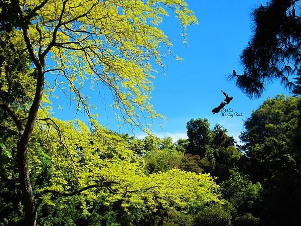 Hagley Park