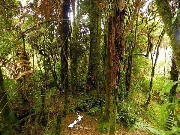 Lake Matheson