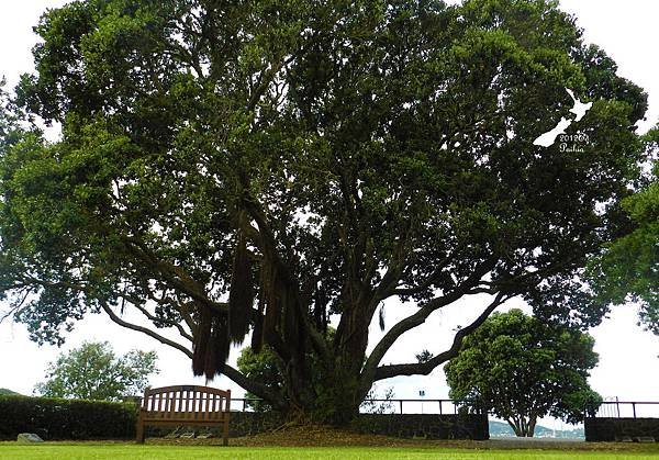 Paihia