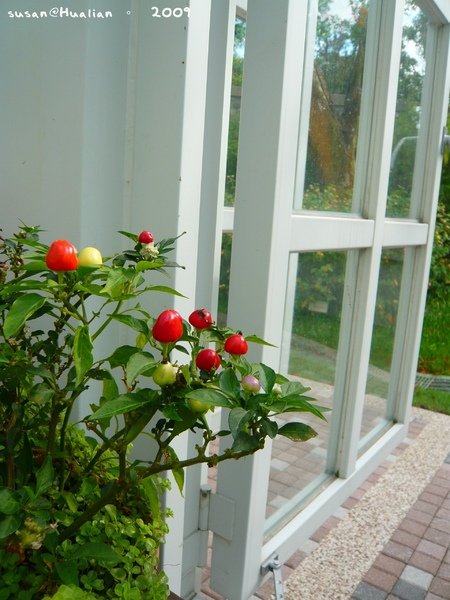 20090627-160000-073.JPG
