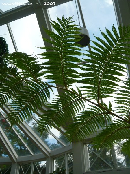 20090627-155921-071.JPG