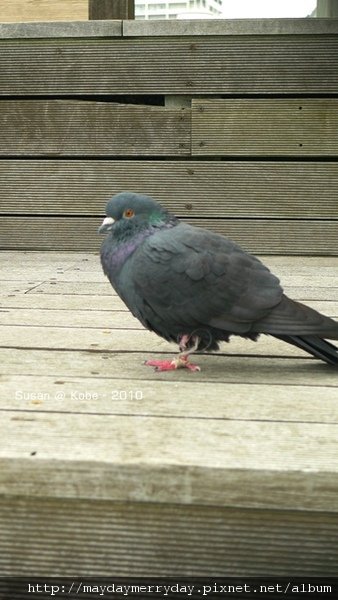 20101004-084530-056.JPG