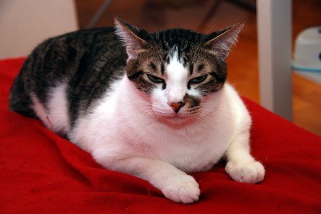 cat_3_20100116_3.jpg