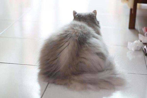 好圓的貓.jpg