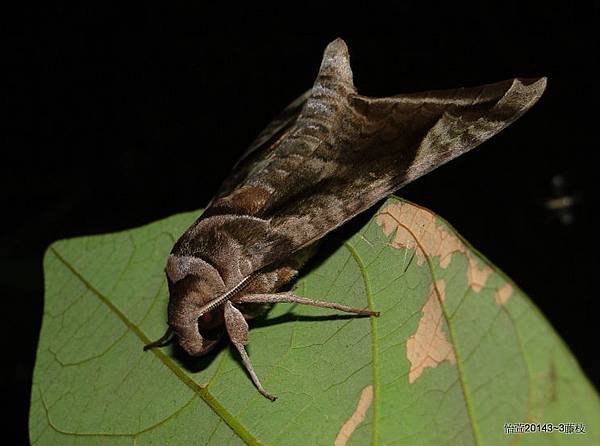 1-DSC06196
