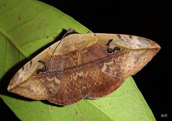 Hypopyra sp