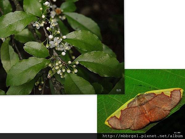 大黃齒尺蛾  Nothomiza flavicosta Prout, 1914 