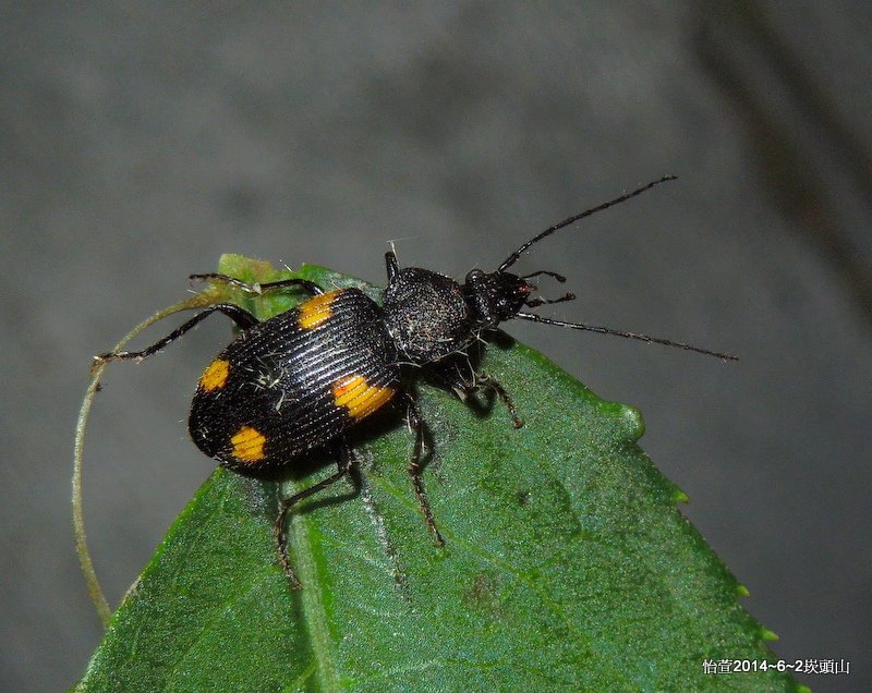 台灣四星步行蟲Craspedophorus formosanus Jedlicka,1939