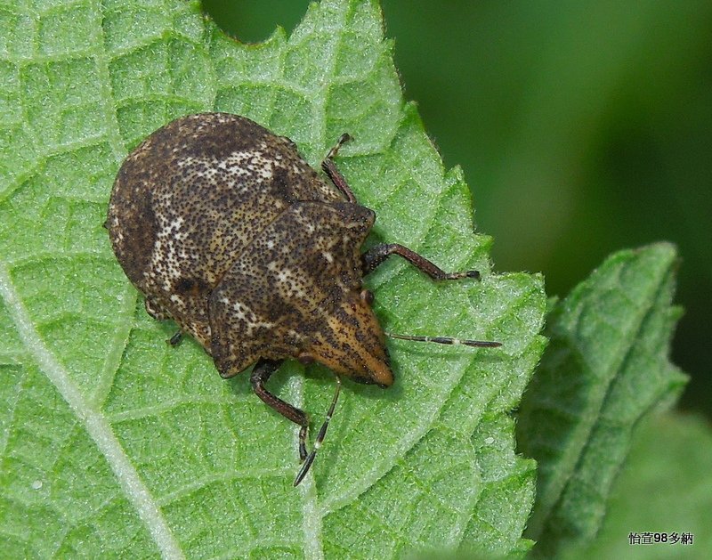 鼻盾椿 Hotea curculionoides (Herrich-Schaefer, 1836)