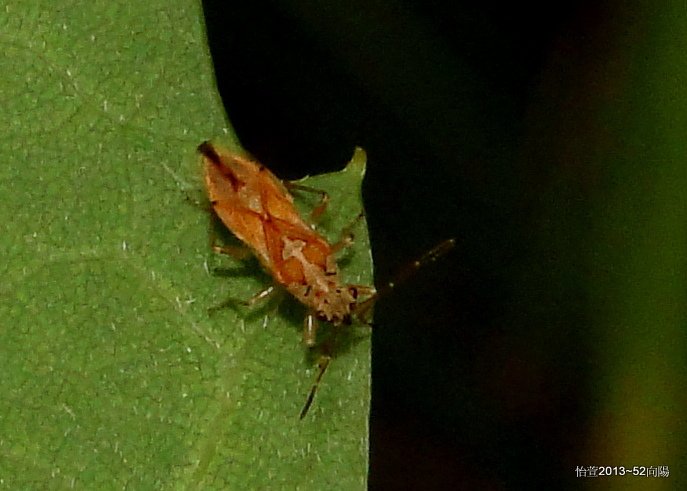 黃足藺長椿象Ninomimus flavipes (Matsumura, 1913),