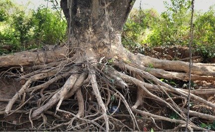 When-Trees-Attack-How-Tree-Roots-Damage-Your-Foundation.jpg