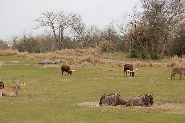 Animal Kingdom (45).JPG