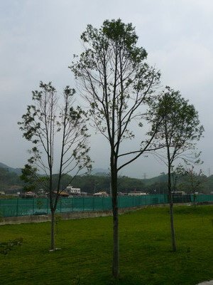 Schokolake-12.jpg