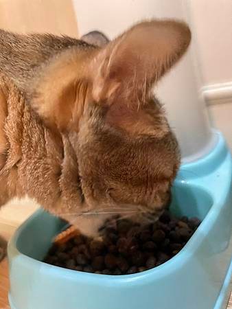 【Elato杜莎】義大利天然無穀貓糧，低升糖飼料推薦。