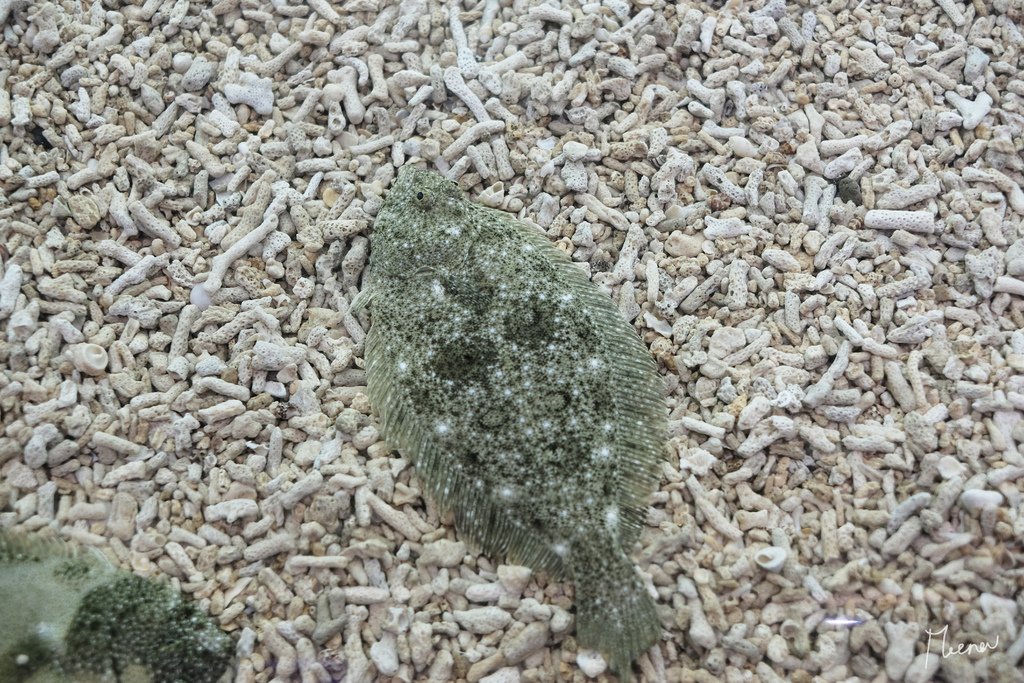 澎湖水族館3.jpg