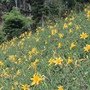 沐心泉花園-5.jpg