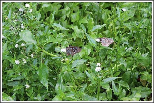 MeetinTaiwan - Tai Yi Ecological Leisure Farm 台一生態休閒農場008.jpg