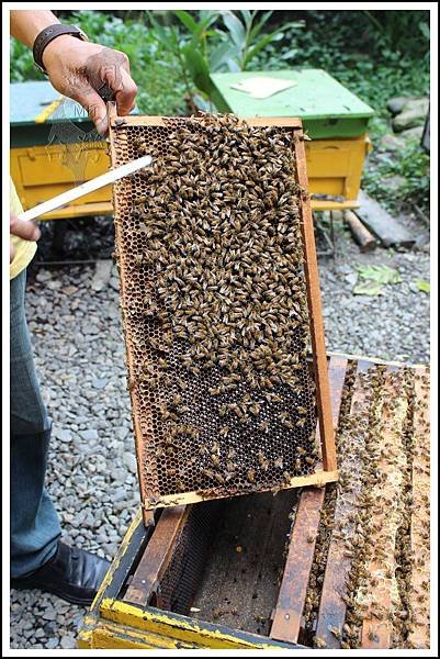MeetinTaiwan - Tai Yi Ecological Leisure Farm 台一生態休閒農場022.jpg