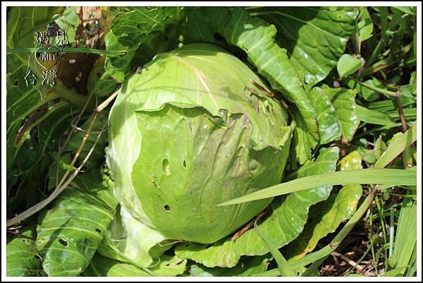 有機高麗菜 Organic Cabbage.jpg