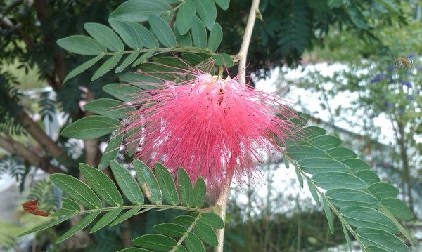 IMAG0051.jpg
