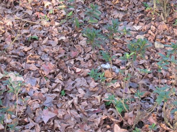 14落紅不是無情物，化作春泥更護花.jpg