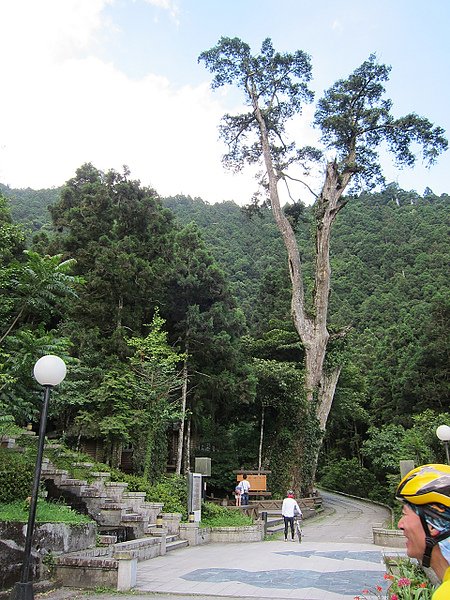 18明池神木全景.JPG