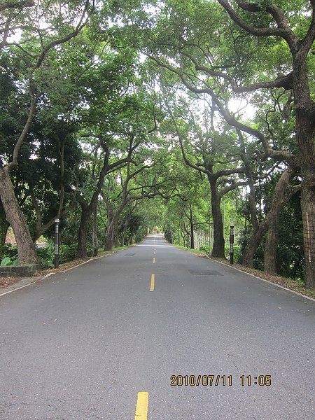 16集集綠色隧道.JPG