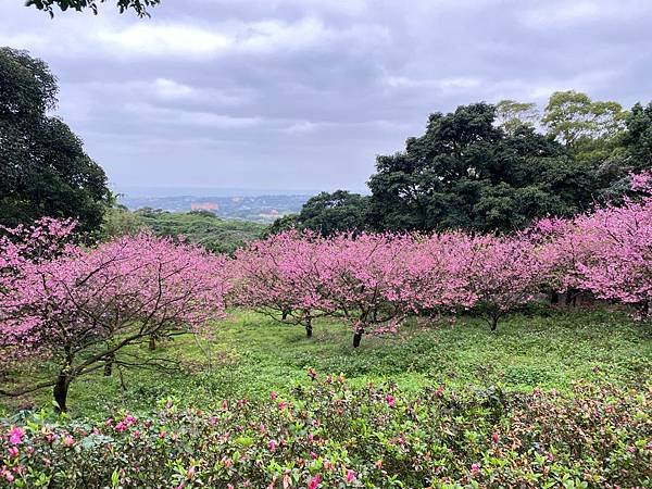 北台灣賞櫻系列-天元宮/平菁街/大熊櫻花林/陽明山國家公園/