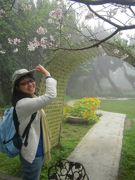 北台灣賞櫻系列-天元宮/平菁街/大熊櫻花林/陽明山國家公園/