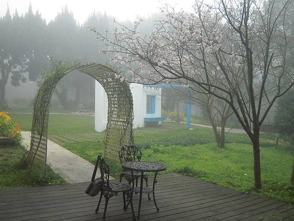 北台灣賞櫻系列-天元宮/平菁街/大熊櫻花林/陽明山國家公園/