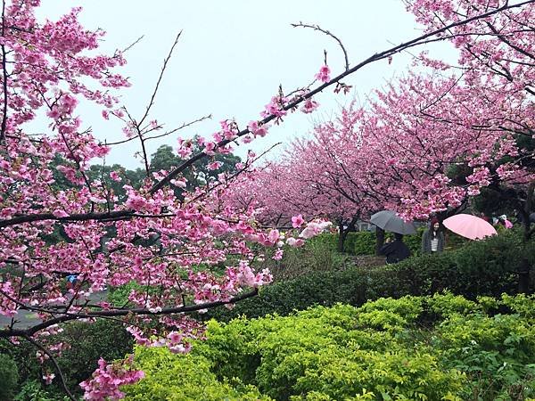 北台灣賞櫻系列-天元宮/平菁街/大熊櫻花林/陽明山國家公園/