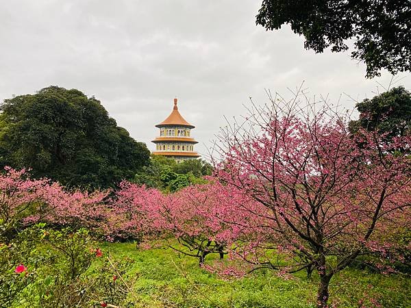 北台灣賞櫻系列-天元宮/平菁街/大熊櫻花林/陽明山國家公園/