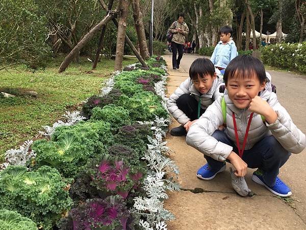 北台灣賞櫻系列-天元宮/平菁街/大熊櫻花林/陽明山國家公園/