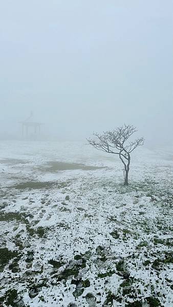 2024陽明山下雪了-七星公園、七星山