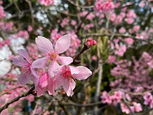 北台灣賞櫻系列-天元宮/平菁街/大熊櫻花林/陽明山國家公園/