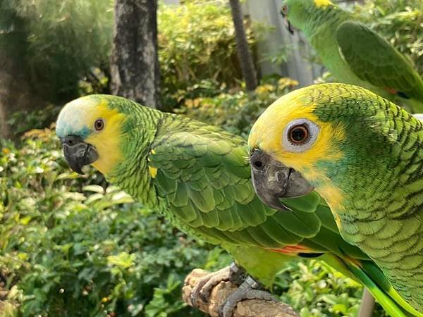 園圃街雀鳥花園、旺角寵物街、旺角中心