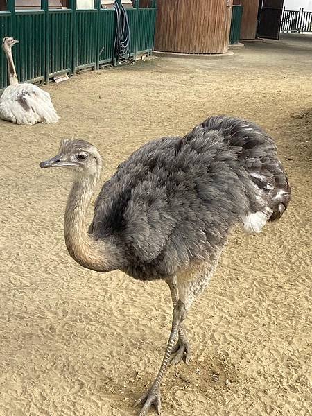 南投九九峰動物樂園、台中小旅遊