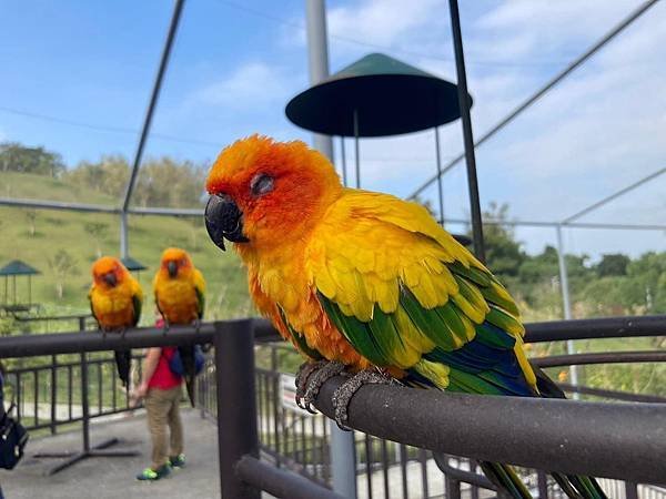 南投九九峰動物樂園、台中小旅遊