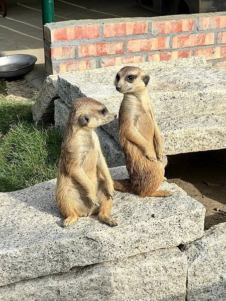 南投九九峰動物樂園、台中小旅遊