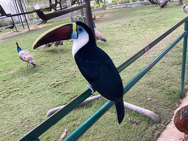 南投九九峰動物樂園、台中小旅遊