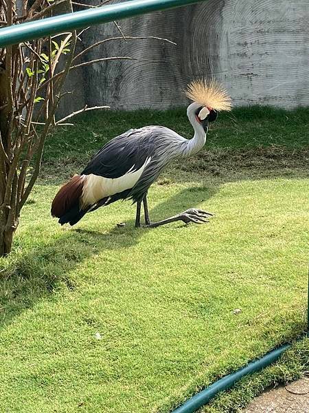 南投九九峰動物樂園、台中小旅遊