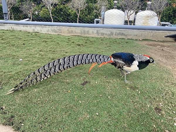 南投九九峰動物樂園、台中小旅遊