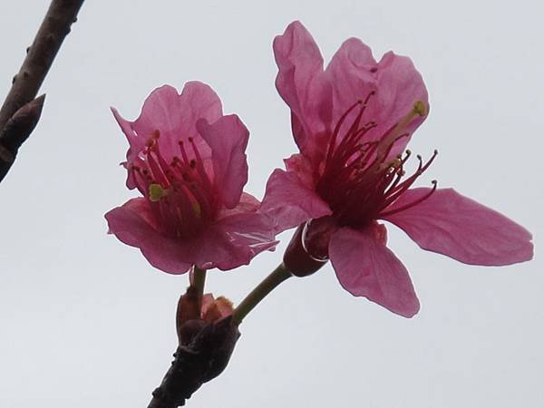 IMG_0386.1.JPG