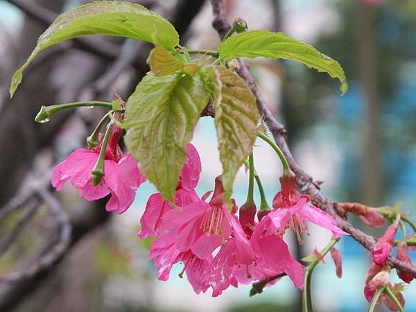 IMG_0417.1.JPG