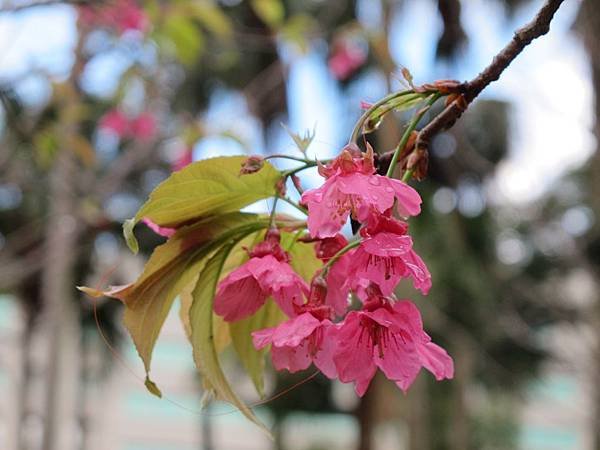 IMG_0421.1.JPG