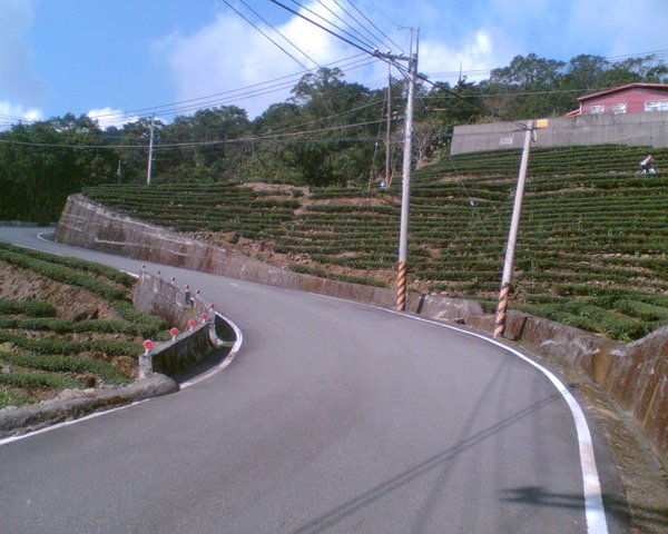 往南山寺途中的茶園