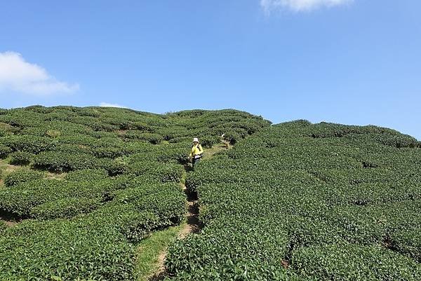 華13